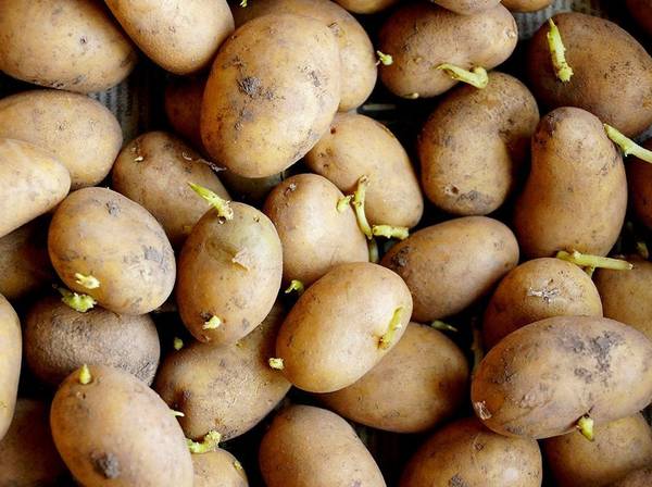 Kartoffeln richtig lagern 4 Tipps heimwerker.de
