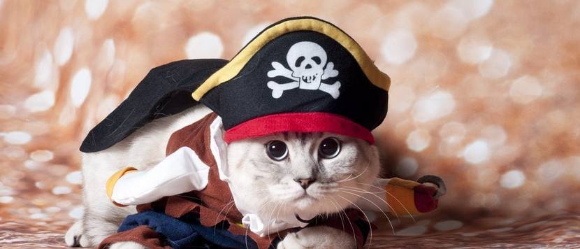 katze als pirat