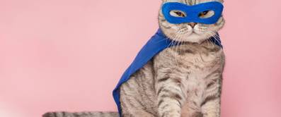 Kostüme für Haustiere: Anleitungen zum Selber basteln