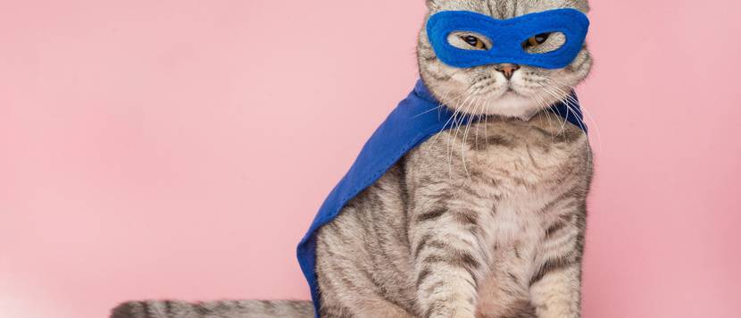 katze als superheldin