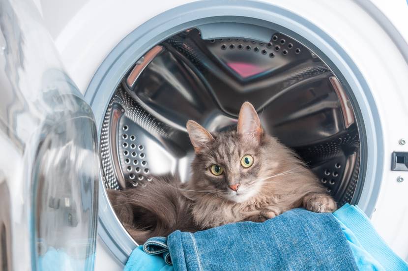 katze in waschmaschine