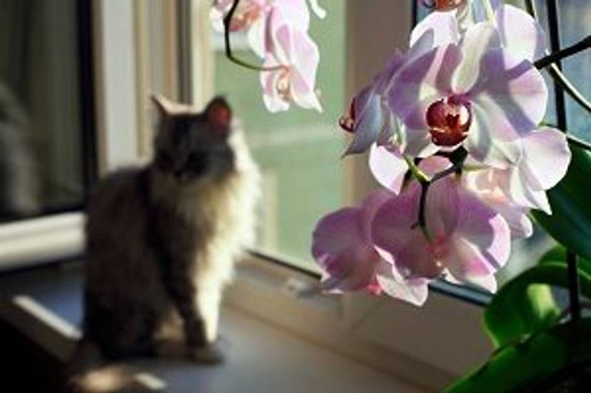 katze mit malaienblume