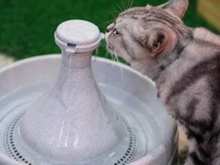 Die 3 Besten Katzenbrunnen aus Keramik (2024) im Test