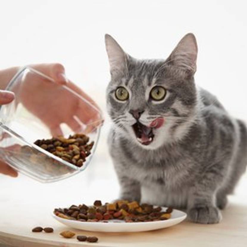 Katzenfutter guenstig