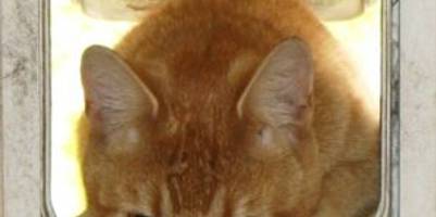 Kletterschutz Katzen – Die 15 besten Produkte im Vergleich -  Haustierratgeber Ratgeber