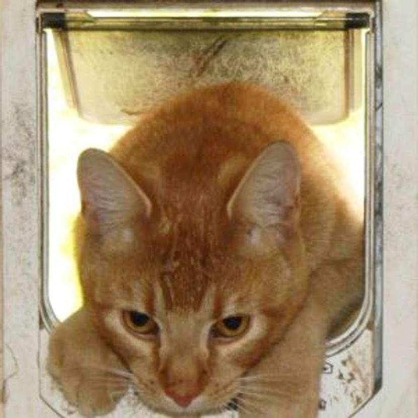 katzenklappe-einbauen-im keller