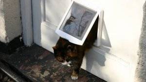 katzenklappe-einbauen-verschiedene-Modelle