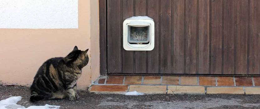 Katze vor und hinter der Katzenklappe