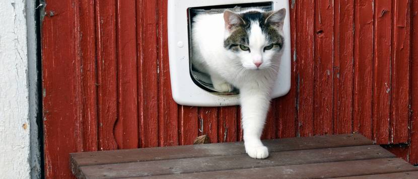 katzenklappe-test