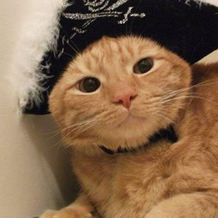 katzenkostuem-selber-machen-fuer-tiere