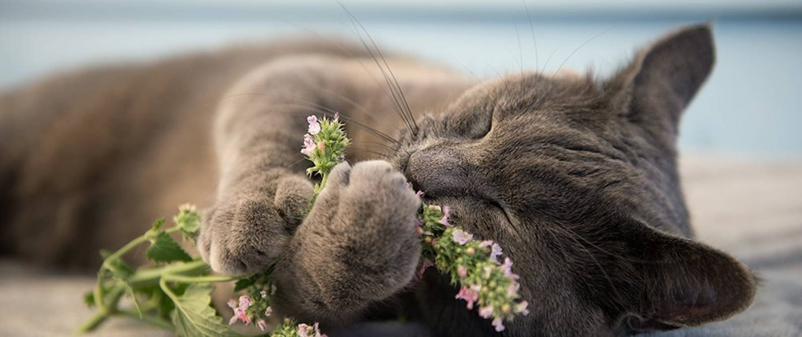 Katzenminze pflanzen und pflegen: 5 Tipps - heimwerker.de