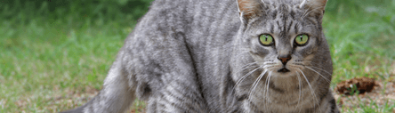 Die 6 Besten Katzenschreck-Produkte (2024) Im Test! 