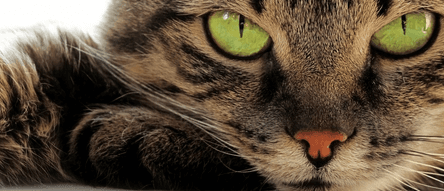 Ultraschall Katzenschreck Garten 360° Solar Tiervertreiber