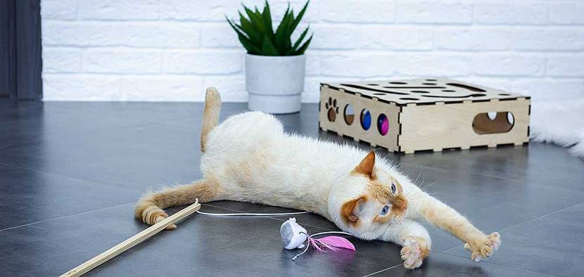 katzenspielzeug-selber-machen-katze spielt