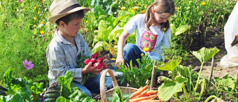kinder ernten gemuesebeet