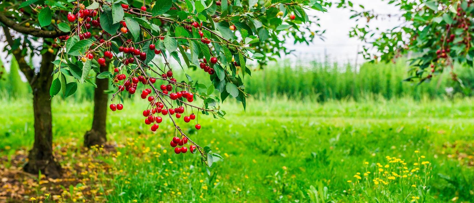 Kirschbaum pflanzen 5 Hinweise zur Aufzucht und Pflege heimwerker.de