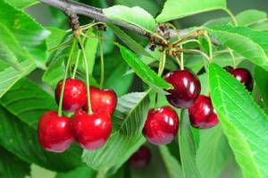 kirschbaum-pflanzen-fruechte
