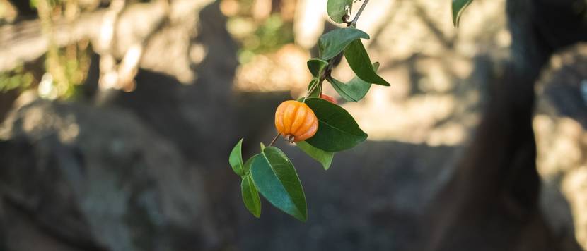 kirschmyrte mit fruechten