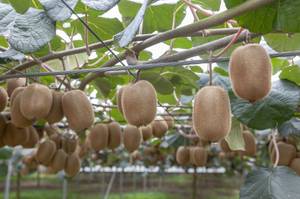 kiwi pflegen durch kletterhilfen