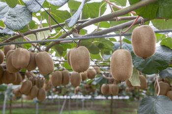 Kiwi pflegen: 3 Hinweise zur Haltung der exotischen Obstpflanze