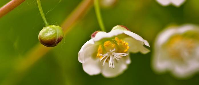 Kiwi pflegen 3 Hinweise zur Haltung der exotischen Obstpflanze