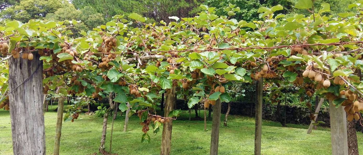 Kiwi pflegen 3 Hinweise zur Haltung der exotischen Obstpflanze