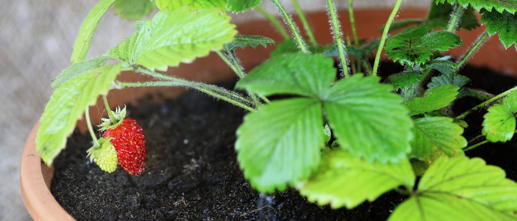 Erdbeeren im Topf pflanzen Voraussetzungen und anschließende Pflege