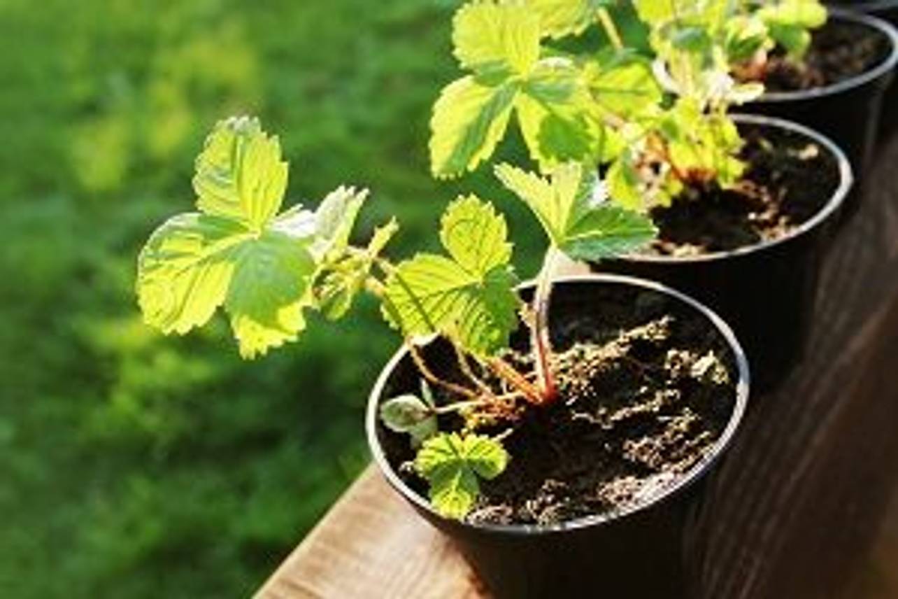 Erdbeeren im Topf pflanzen Voraussetzungen und anschließende Pflege