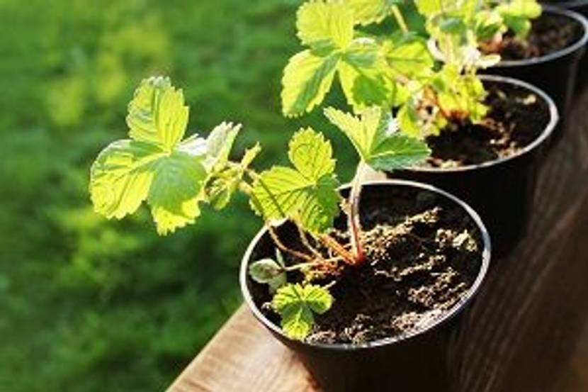 kleine erdbeeren zum anpflanzen
