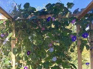 kleinen-garten-gestalten-winde einjährige kletterpflanzen