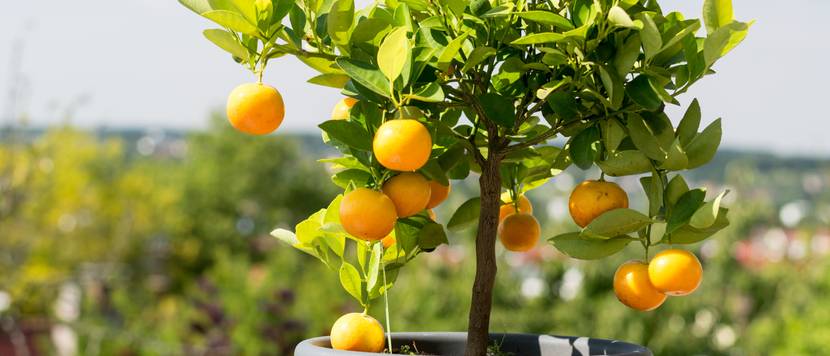 kleiner baum mit orangen