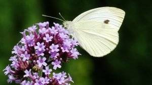 Kleiner Kohlweißling (Schmetterling)