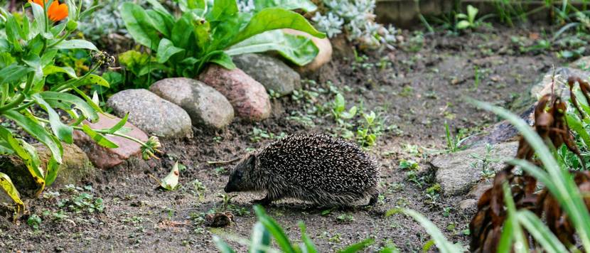 ein igel in einem kleingarten-grundstueck