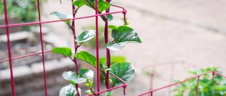 syngonium albo variegata preis Syngonium Albo Variegata – Foliage Dreams