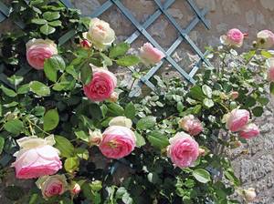 kletterpflanzen-kletterrose