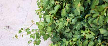 luzerne saatgut pro ha Saatgut Luzerne - Medicago sativa