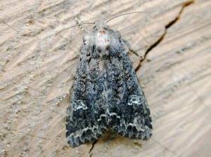 Kohleule (Schmetterling)