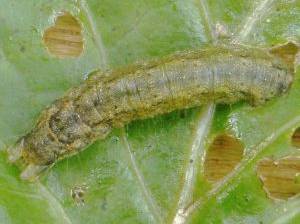 Kohleulenraupe