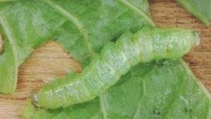 Kohlmptte (Raupe)