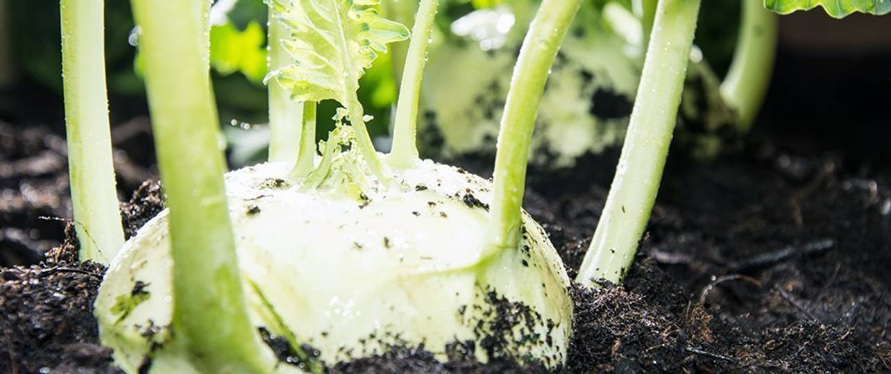 Kohlrabi pflanzen und pflegen 5 Tipps heimwerker.de