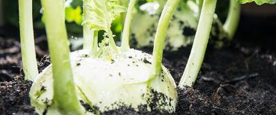 kohlrabi-anpflanzen