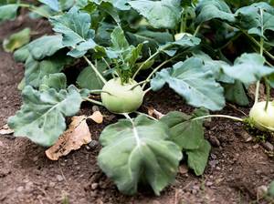 kohlrabi-pflanzen