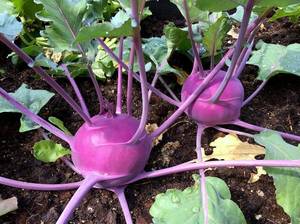 kohlrabi-pflegen