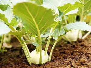 kohlrabi-standort