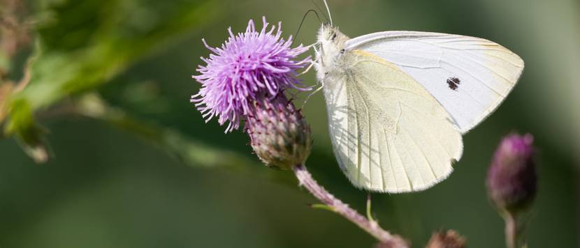 kohlweißling schmetterling