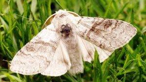 Kohlzünsler (Schmetterling)