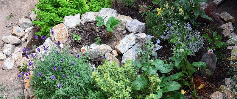 Kräuterbeet anlegen So bauen Sie Ihren eigenen Kräutergarten