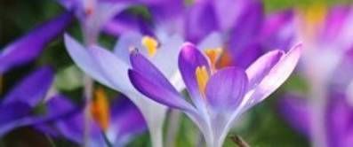 Frühlingsbote aus Blumenzwiebeln: Krokus pflanzen
