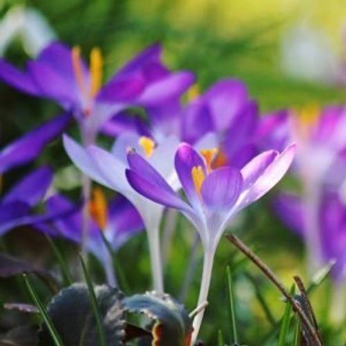 Frhlingsbote aus Blumenzwiebeln: Krokus pflanzen - heimwerker.de