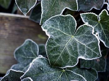 efeu shamrock Efeu Shamrock - Hedera helix Shamrock